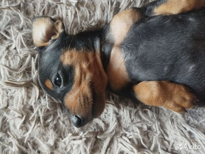 Щенки цвергпинчера