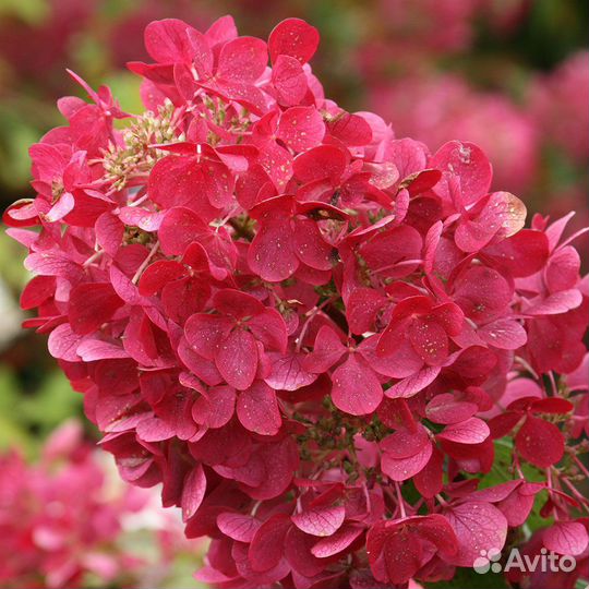 Саженцы гортензии Diamant Rouge