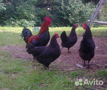 Инкубационное яйцо Маран, Амераукана, Йкогама