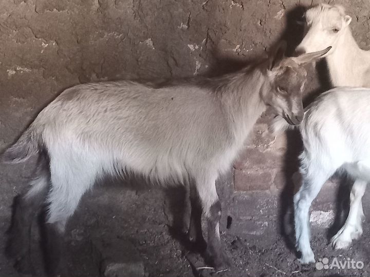 Продам козлят, и дойную козочку