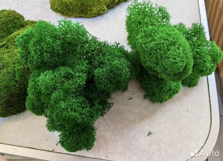 Стабилизированный мох ягель