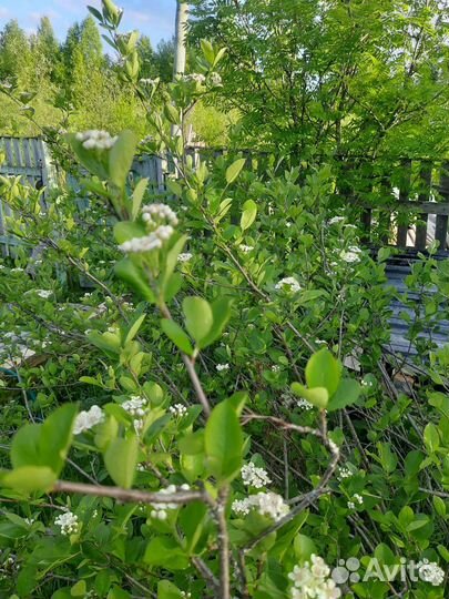 Рябина черноплодная (арония)