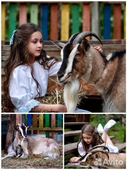 Фотосессия: Петух, курица,гусь,коза