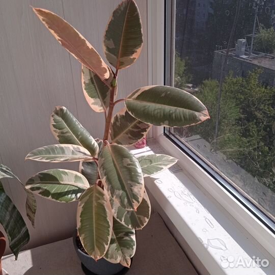 Фикус тинеке