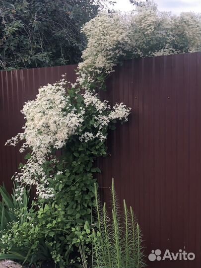 Садовые многолетники