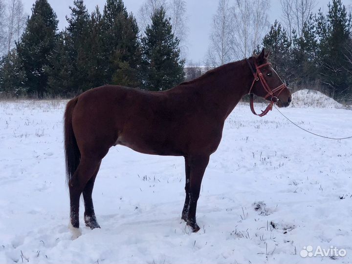 Чистокровная верховая