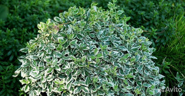 Бересклет форчуна