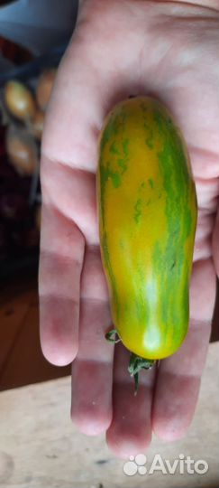 Семена ампельных и сортовых томатов, перца