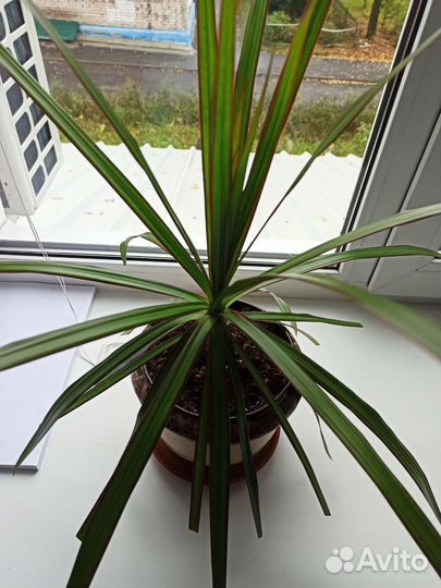 Драцена маргината в керамическом горшке