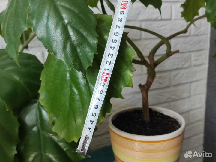 Тетрастигма