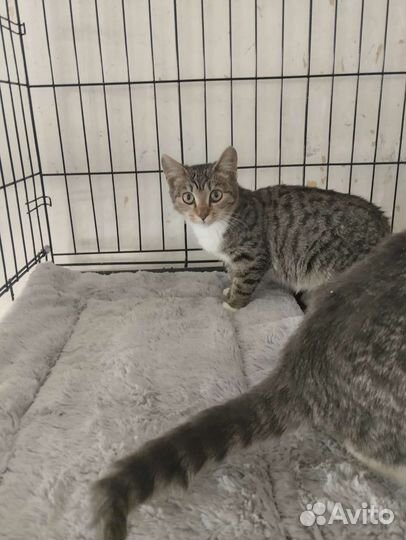 Котенок, девочка