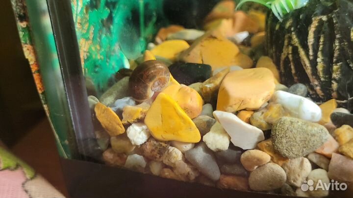 Улитки аквариумные