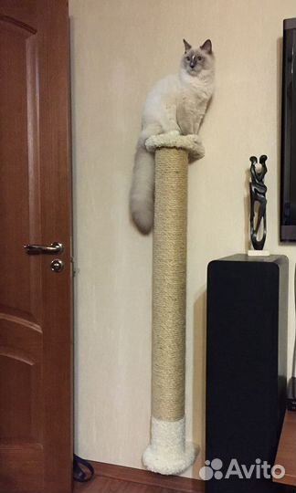 Когтеточка, столбик, домики, лежанка,котенка,кошка