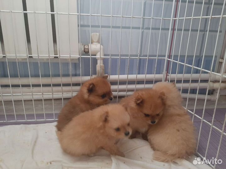 Миняшки Померашки