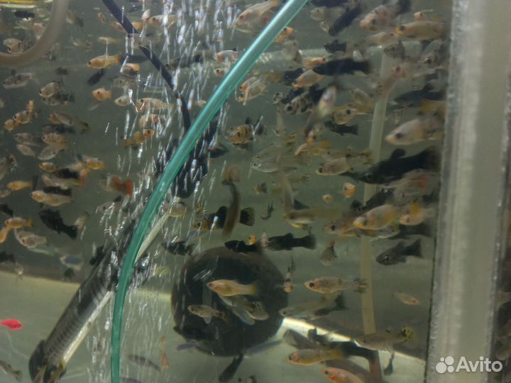 Данио, гуппи, моллинезия,сомики, тернеция