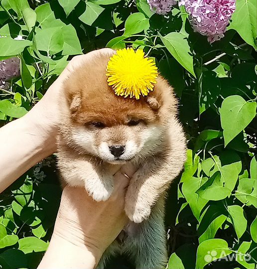 Кукольная, сиба девочка