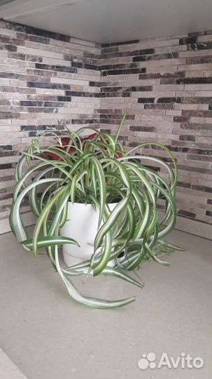 Продаются комнатные цветы