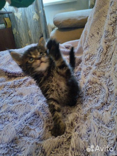 Котята мейн-кун