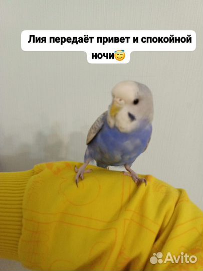 Птенцы волнистый попугай с клеткой