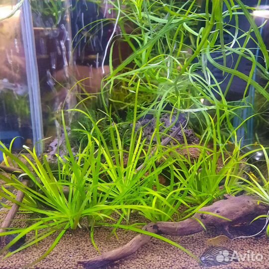 Мох риччия, Бликса Японская