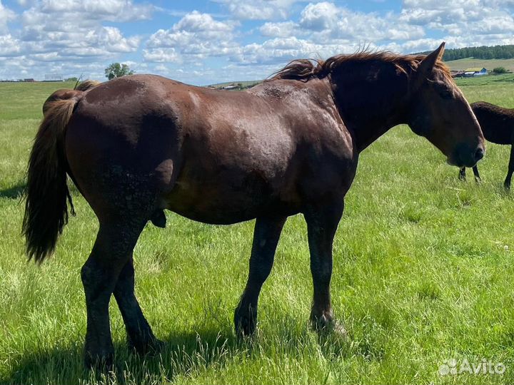 Продам жеребца