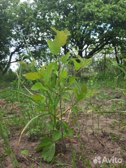 Боярышник крупноплодный саженцы