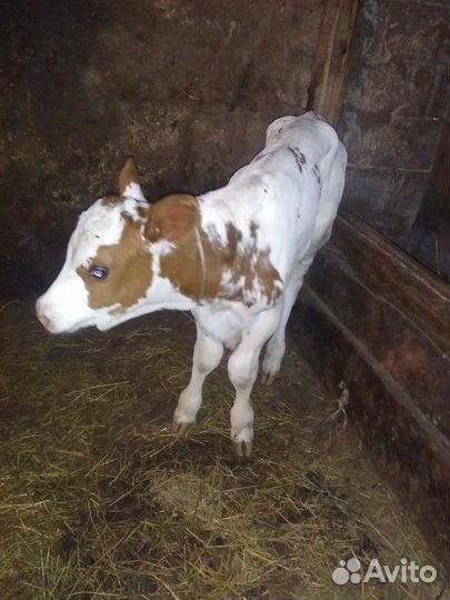 Телята бычки