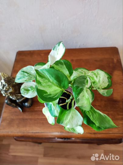 Эпипремнум marble apple