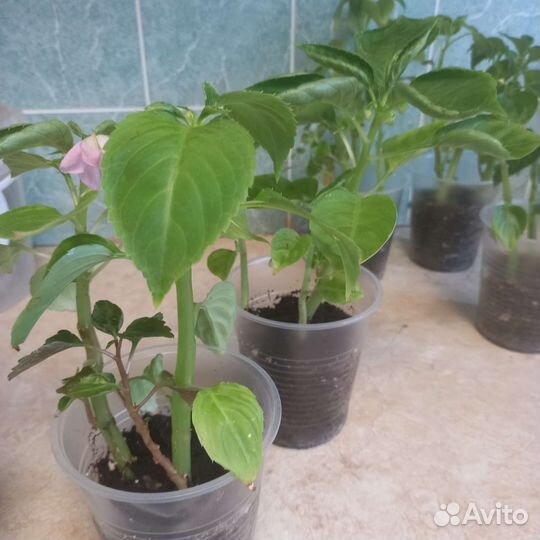 Комнатные цветы