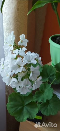 Герань белая