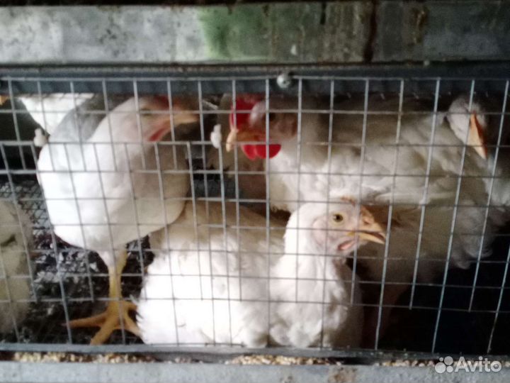 Кура Броллер