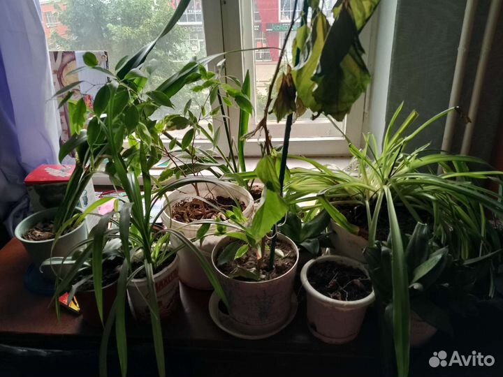 Комнатные цветы