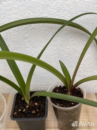 Гиппеаструм (Амариллис ) Гранд Дива