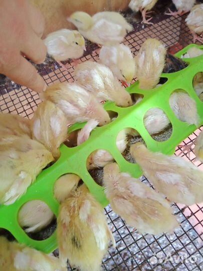 Цыплята перепелов