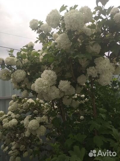 Калина бульдонеж