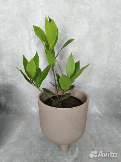 Лавровое дерево