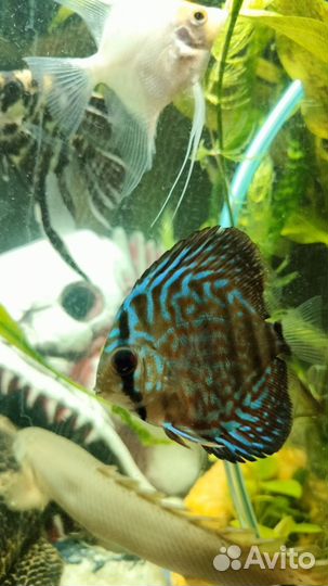 Аквариум с тумбой 100л