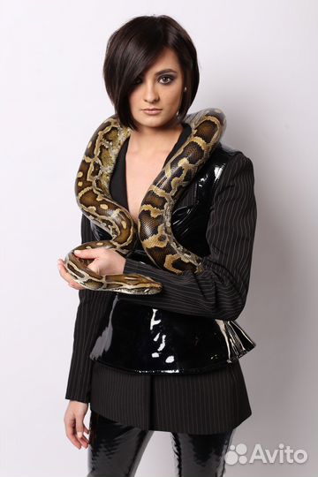 Аренда змей, рептилий