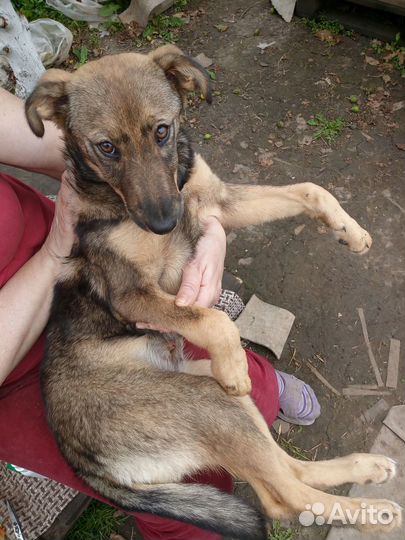 Отдам щенка-девочку