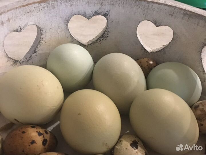Яйца кур синь синь дянь для инкубации