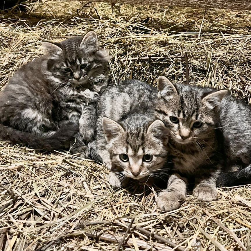 Котята в добрые руки бесплатно