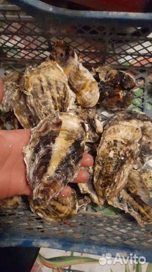 Мясо рапана большой + Мидии