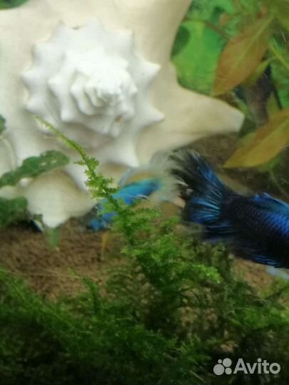 Рыбка Петушок