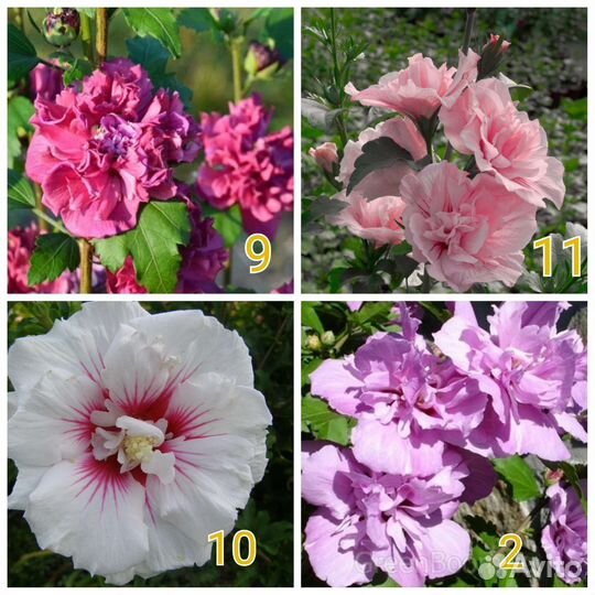 Гибискус сирийский