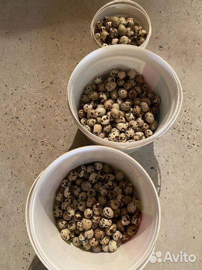 Яйцо перепелиное домашнее