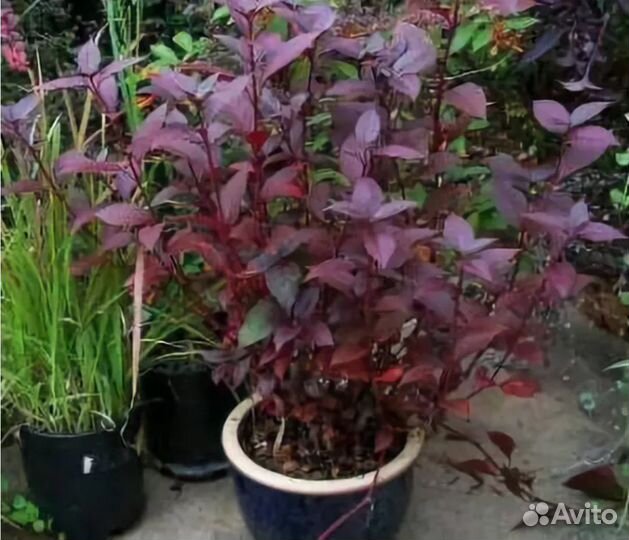 Альтернатера 'Рубиновый рыцарь'