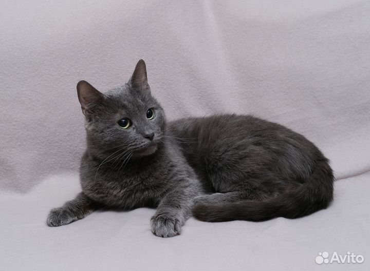 Котик Умка ищет дом