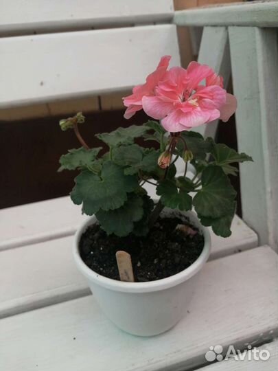 Пеларгонии сортовые часть 2