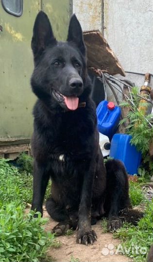 Восточноевропейская овчарка щенок