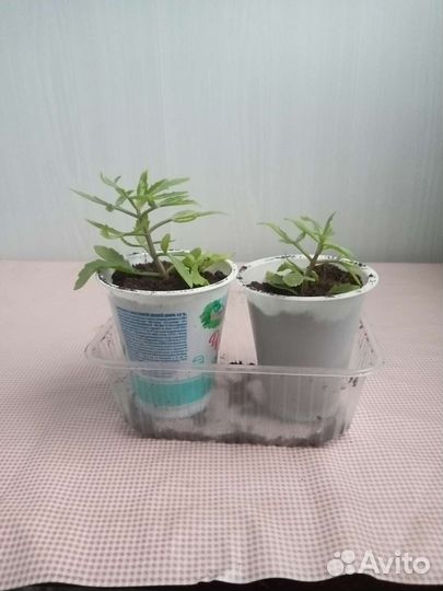 Комнатные растения